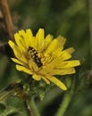 Bristly Oxtongue - Picris echioides Royalty Free Stock Photo