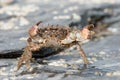 Bristly Xanthid Crab Pilumnus hirtellus Royalty Free Stock Photo