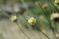 Bristly Yellow Cephalaria Royalty Free Stock Photo