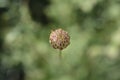 Bristly Yellow Cephalaria