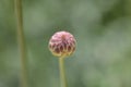 Bristly Yellow Cephalaria Royalty Free Stock Photo