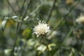 Bristly Yellow Cephalaria Royalty Free Stock Photo