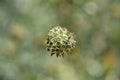 Bristly Yellow Cephalaria