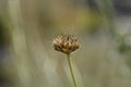 Bristly Yellow Cephalaria