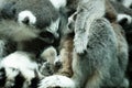 Ring Tailed Lemurs born at Bristol Zoo, UK Royalty Free Stock Photo