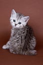 Britan kitten sitting Royalty Free Stock Photo