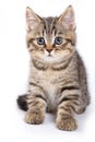 Britan kitten sitting Royalty Free Stock Photo