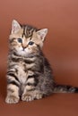 Britan kitten sitting and looking at the camera Royalty Free Stock Photo