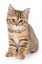 Britan kitten sitting Royalty Free Stock Photo