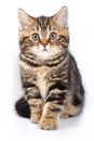 Britan kitten sitting and looking at the camera Royalty Free Stock Photo