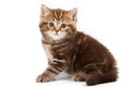 Britan kitten sitting and looking at the camera Royalty Free Stock Photo