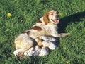 Britanny Spaniel, Mother with Puppies suckling Royalty Free Stock Photo