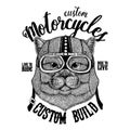 Brithish noble cat Male Biker, motorcycle animal. Hand drawn image for tattoo, emblem, badge, logo, patch, t-shirt