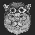 Brithish noble cat Male Hand drawn image for tattoo, emblem, badge, logo, patch Cool animal wearing aviator, motorcycle