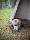 Britis long hair Cat camping