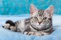 Cute silver tabby kitten on blue background