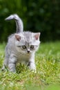 Brisith shorthair kitten in a meadow Royalty Free Stock Photo