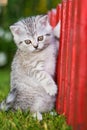 Kitten on a garden fence Royalty Free Stock Photo