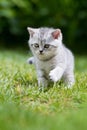 Brisith shorthair kitten in a meadow Royalty Free Stock Photo