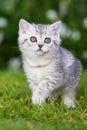 Brisith shorthair kitten in a meadow Royalty Free Stock Photo