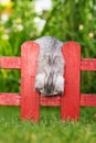 Kitten on a garden fence Royalty Free Stock Photo