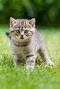 Brisith shorthair kitten in a meadow Royalty Free Stock Photo