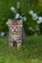 Brisith shorthair kitten in a meadow Royalty Free Stock Photo