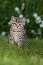 Brisith shorthair kitten in a meadow Royalty Free Stock Photo