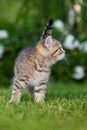 Brisith shorthair kitten in a meadow Royalty Free Stock Photo