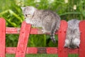 Brisith shorthair kitten on a garden fence Royalty Free Stock Photo