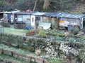 British allotments with typical improvised wooden sheds