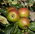 British apples Royalty Free Stock Photo