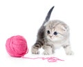 British baby cat playing red clew or ball Royalty Free Stock Photo