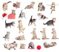 British baby cats collection