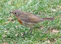 British baby robin bird Royalty Free Stock Photo