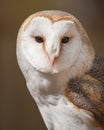 British Barn Owl Royalty Free Stock Photo