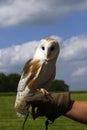 British Barn Owl Royalty Free Stock Photo
