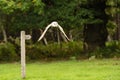 British Barn Owl in flight Royalty Free Stock Photo