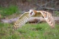 British Barn Owl Royalty Free Stock Photo