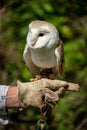 British barn owl on a glove Royalty Free Stock Photo