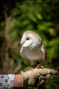 British barn owl on a glove Royalty Free Stock Photo