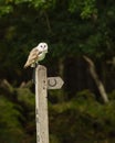 British Barn Owl sitting on a bridal path post Royalty Free Stock Photo