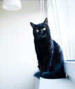 British black cat