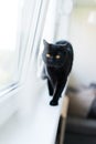 British black cat stand on windowsill