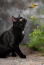British black cat travels through a forest