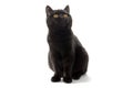 British black cat with yellow eyes on white background