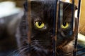 british black fold cat in a pet cage