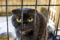 british black fold cat in a pet cage