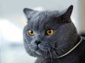 British blue cat at cat's show