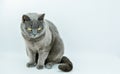 British blue cat, gray cat on white background Royalty Free Stock Photo